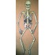 Panneau Squelette Halloween