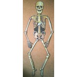 Panneau Squelette Halloween