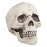 Crâne Squelette